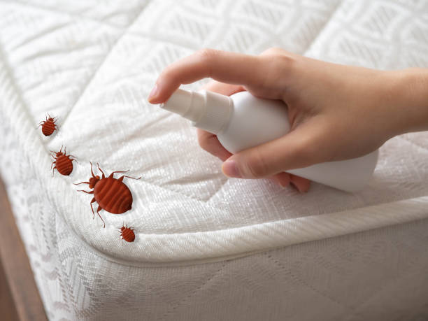 Best Bed Bug Extermination  in USA